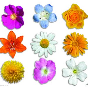 Kukkia oomme kaikki -2